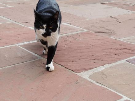 Katten går over plader af rød sandsten