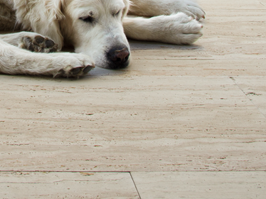 Terrasseplader Travertin Natura hund tæt Galleri 1