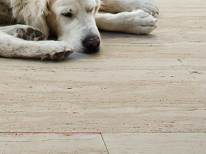 Terrasseplader Travertin Natura hund tæt Galleri 1