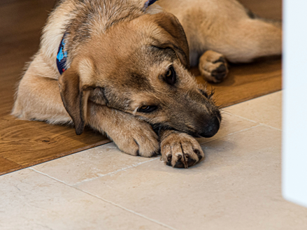 Cleopatra Light af hundetræ