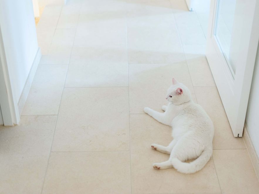 Kat liggende på kalkstensfliser