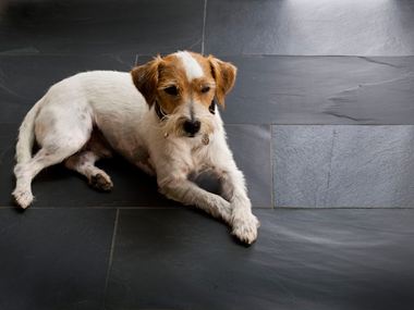 Hund ligger på skiferfliser Black Rustic