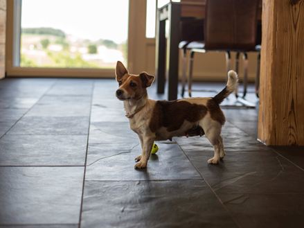 Hund leger på skiferfliser Mustang