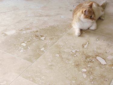 Kundefoto: Flise Onyx med kat