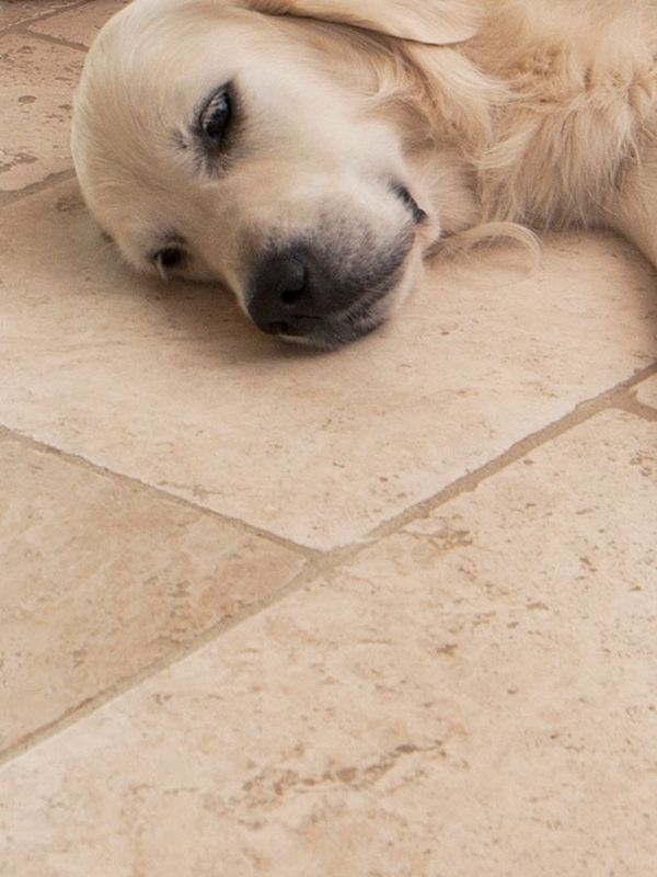 Hund ligger afslappet på lyse travertinfliser