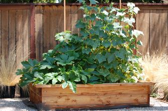 Planter i en stor trækasse foran et træhegn