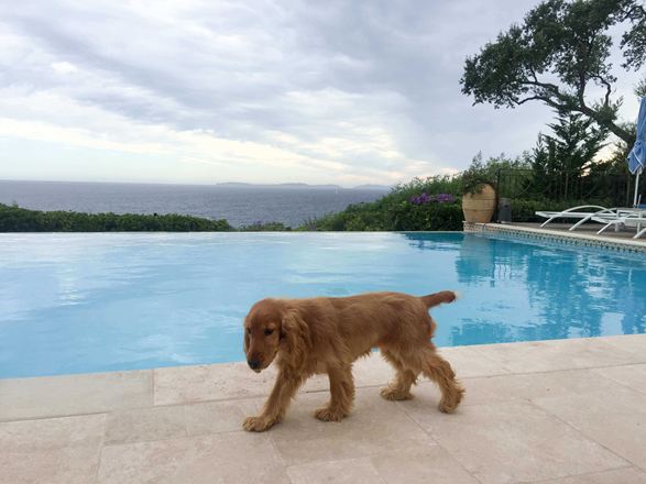 Hund løber over travertinplader lagt ved en pool