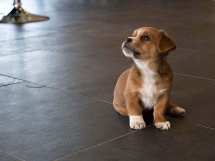 Hvalp på skifer Mustang