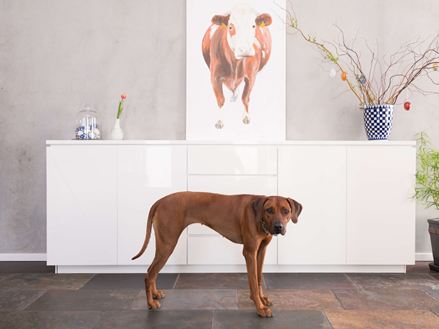 Hund på Peacock Multicolor skiferflise foran hvid kommode