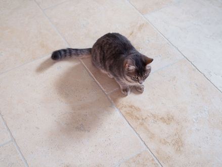 Kat liggende på Fliser af Travertin Light