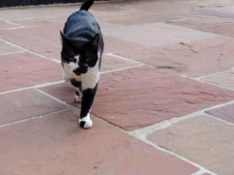 Naturstensplade Sandsten Modak naturligt kløvet underside savet08