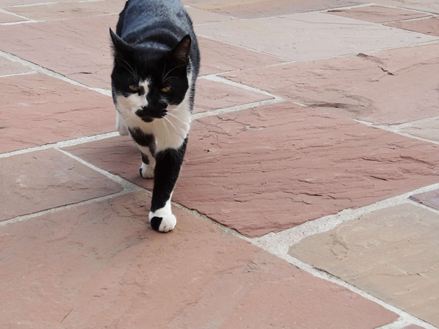 Sandstensplade Modak med kat