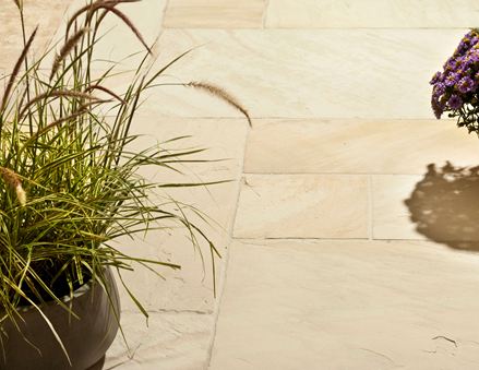 En plante på sandstensplader Yellow Mint i solen