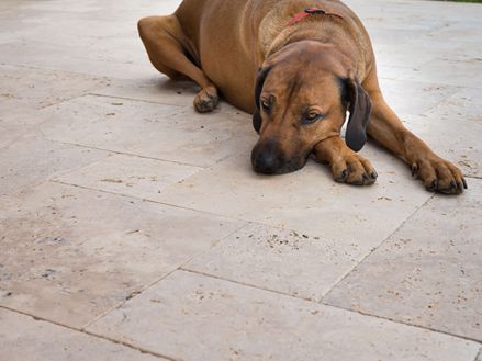 Hund ligger på en travertinterrasse og slapper af