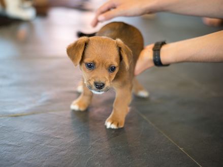 Et gulv, som selv små hvalpe elsker: Skifergulve giver dem noget at løbe rundt på!