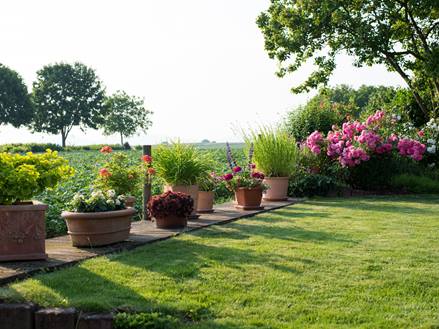 Have med blomstrende roser
