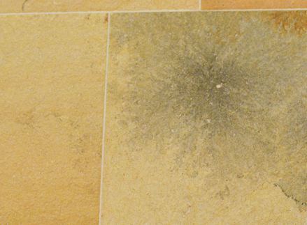 Iøjnefaldende: Blomster og fossile indeslutninger giver "Solnhofener" sin særlige charme