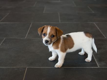 Hund på skiferfliser Mustang